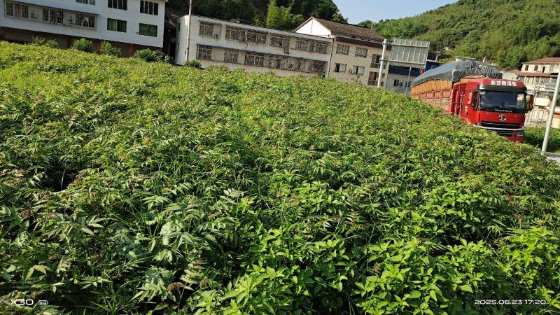 红油香椿苗