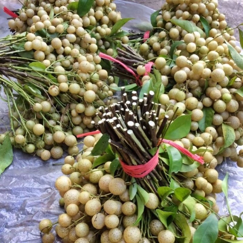 广西山黄皮，鸡皮果