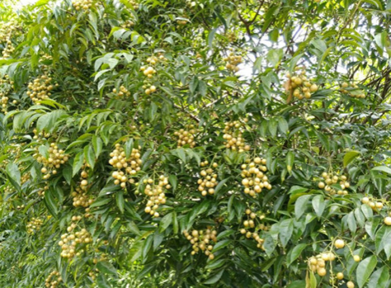 广西山黄皮，鸡皮果