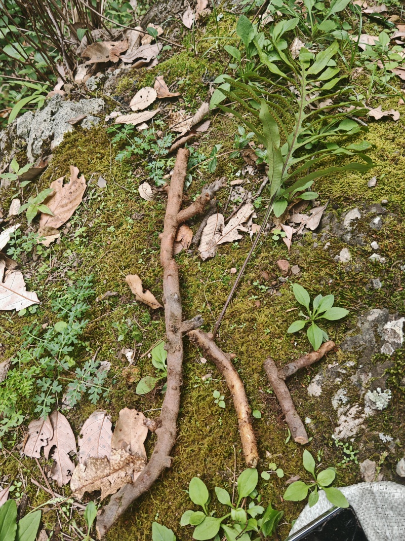骨碎补中药材