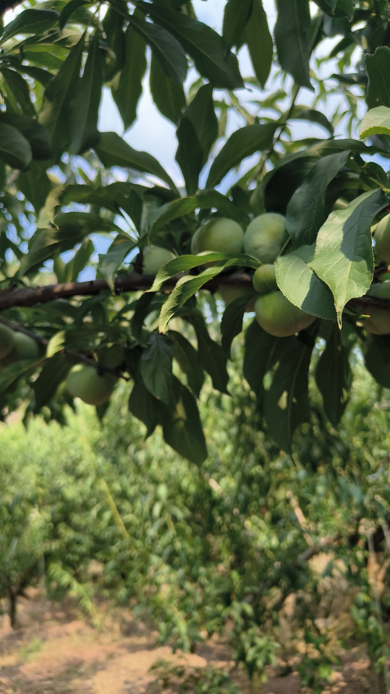 散养土鸡主食喂的玉米麦麸竹粉青草