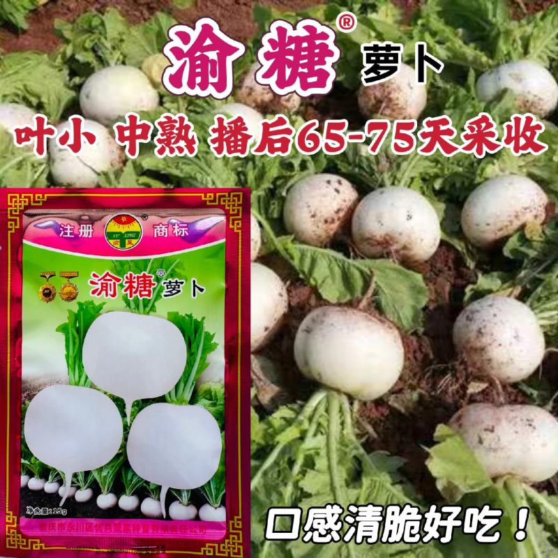 重庆白萝卜种子口感好渝糖甜罐圆白萝卜种籽春不老萝卜秋季