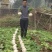 重庆白萝卜种子口感好渝糖甜罐圆白萝卜种籽春不老萝卜秋季