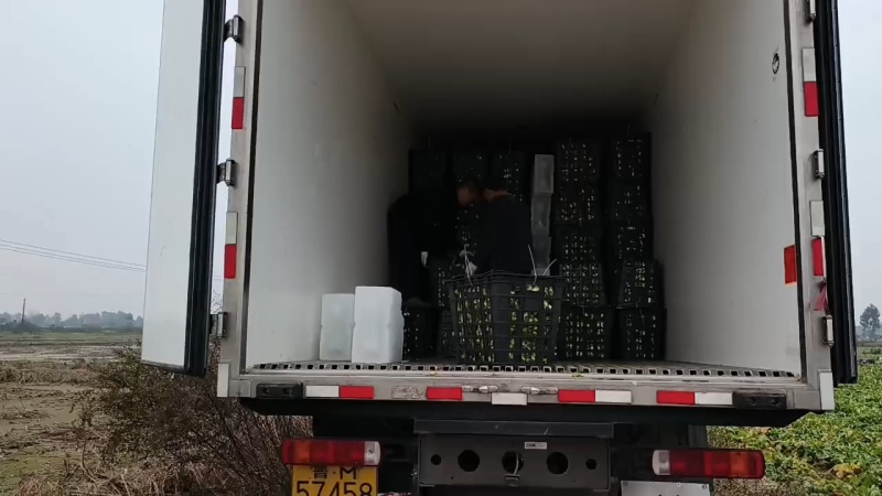 600亩早熟儿菜，基地直销，无中间商赚差价，欢迎洽谈合作