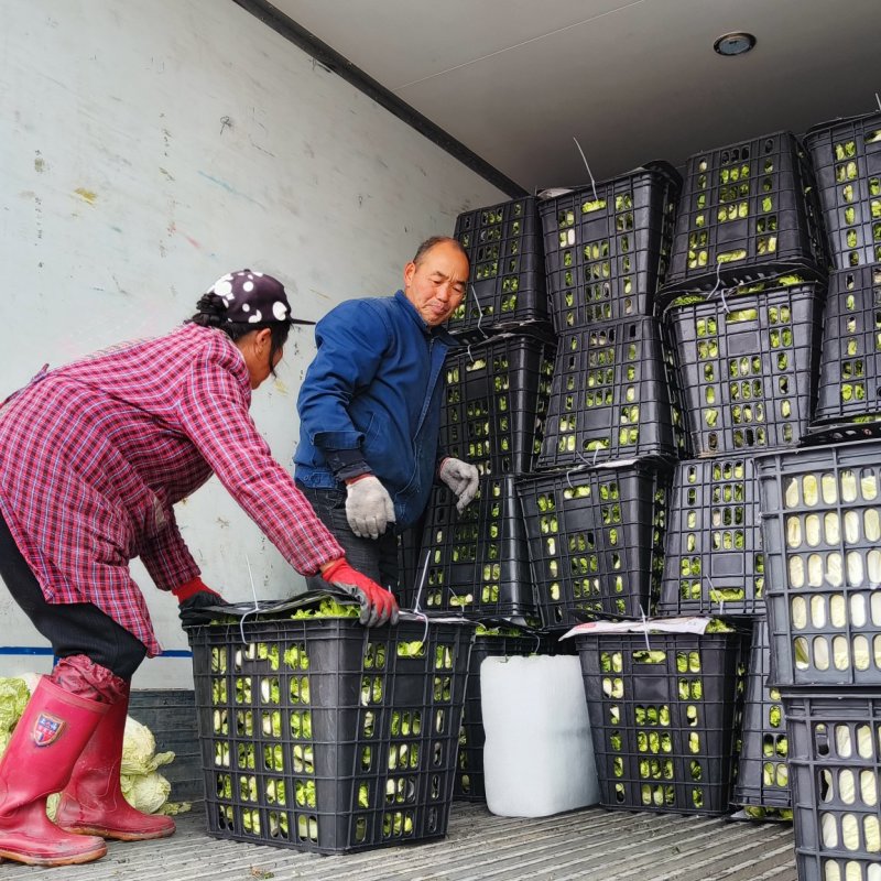600亩早熟儿菜，基地直销，无中间商赚差价，欢迎洽谈合作