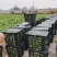 600亩早熟儿菜，基地直销，无中间商赚差价，欢迎洽谈合作