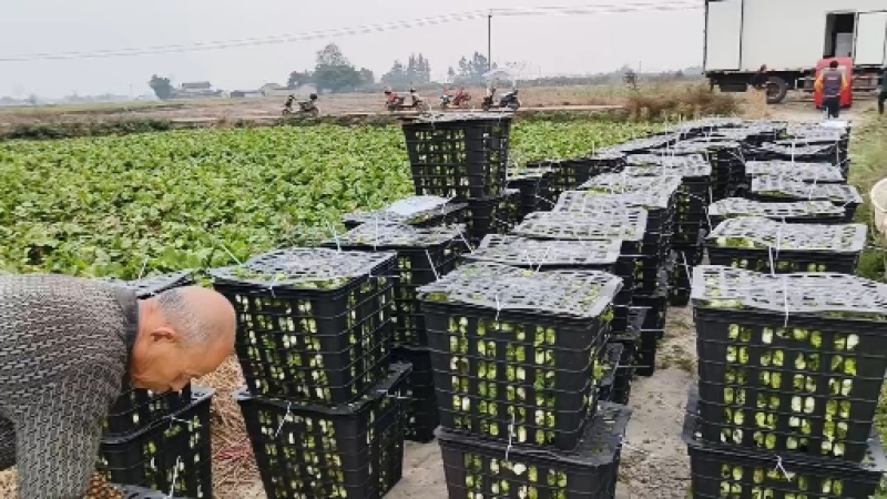 600亩早熟儿菜，基地直销，无中间商赚差价，欢迎洽谈合作