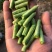 慕兰多靓翡8号豆角翠绿条长豇豆种子厚肉长豆角种籽早熟春秋