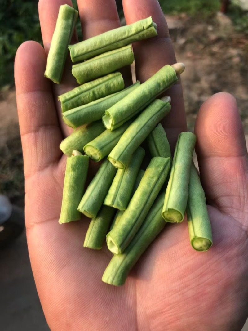 慕兰多靓翡8号豆角翠绿条长豇豆种子厚肉长豆角种籽早熟春秋