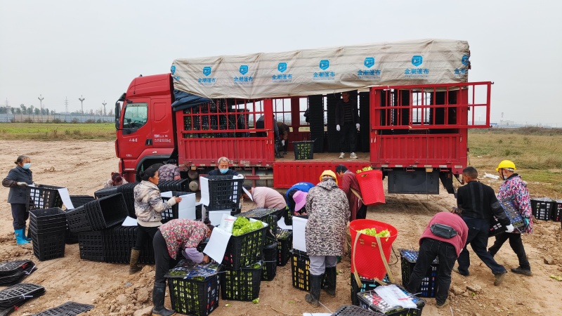 600亩早熟儿菜，基地直销，无中间商赚差价，欢迎洽谈合作