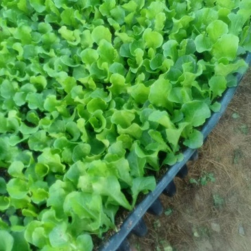 邯郸精品球生菜苗，成活率高，苗齐苗壮，保质保量，欢迎订购