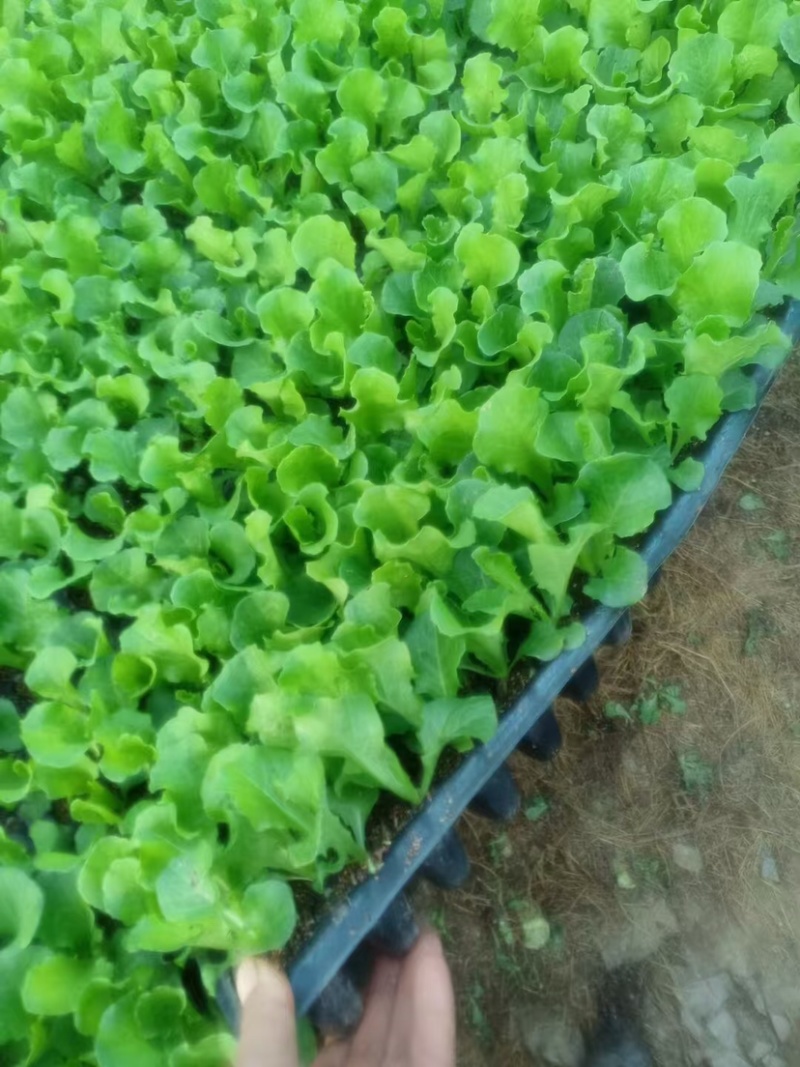 邯郸精品球生菜苗，成活率高，苗齐苗壮，保质保量，欢迎订购
