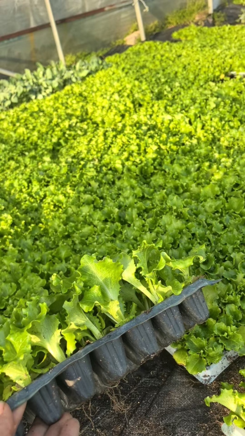 邯郸精品球生菜苗，成活率高，苗齐苗壮，保质保量，欢迎订购