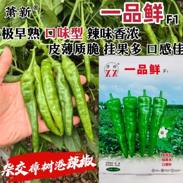 萧新一品鲜正宗香辣型樟树港辣椒种子特早熟樟树港椒种子
