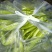 菜椒，黄皮椒，螺丝椒出货了