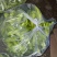 菜椒，黄皮椒，螺丝椒出货了