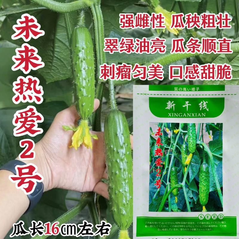 未来热爱2号黄瓜种子强雌性油亮翠绿高产甜脆水果黄瓜种子