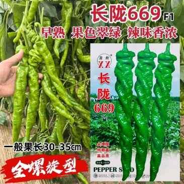 萧新全螺旋大螺丝长陇669陇椒种子香辣味浓高产早熟抗病