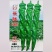 萧新全螺旋大螺丝长陇669陇椒种子香辣味浓高产早熟抗病
