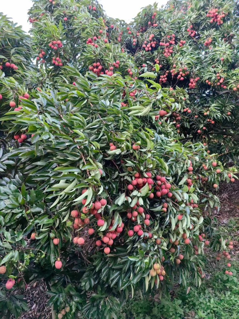 广西玉林容县老树桂林荔枝产地直发甜度高果核小