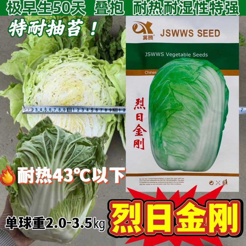 烈日金刚大白菜种子抗高温夏季50天夏阳白菜种籽早熟抗病强