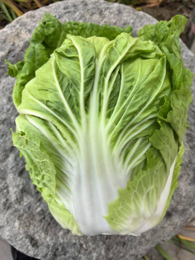 烈日金刚大白菜种子抗高温夏季50天夏阳白菜种籽早熟抗病强
