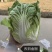 烈日金刚大白菜种子抗高温夏季50天夏阳白菜种籽早熟抗病强