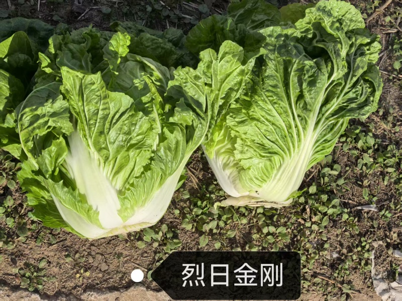 烈日金刚大白菜种子抗高温夏季50天夏阳白菜种籽早熟抗病强
