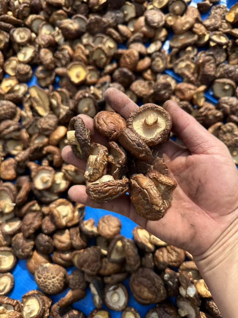 泌阳香菇油面干香菇产地直供大量供应规格齐全