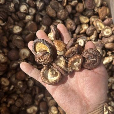 泌阳香菇油面干香菇产地直供大量供应规格齐全