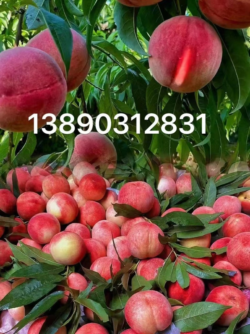 （皮球桃）今年**批刚上市还在地里一个没摘过