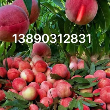 （皮球桃）今年**批刚上市还在地里一个没摘过