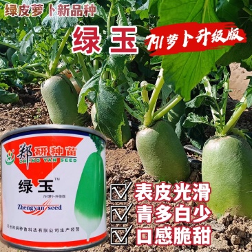 郑研绿玉萝卜种子791萝卜升级罐萝卜籽绿皮脆甜青萝卜种子