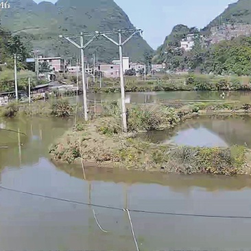 草鱼销售