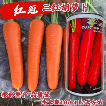 红冠F1国外新引进三红胡萝卜种子耐暑性强皮肉芯呈桔红色