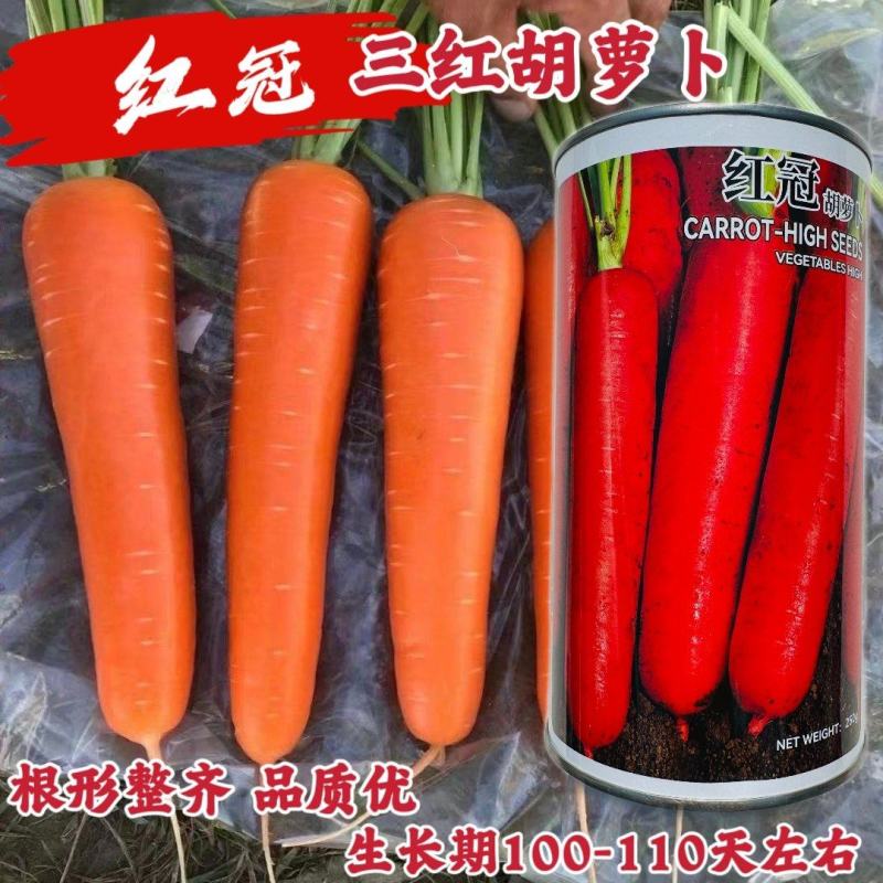 红冠F1国外新引进三红胡萝卜种子耐暑性强皮肉芯呈桔红色