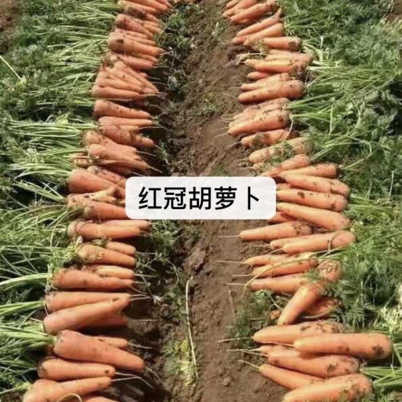 红冠F1国外新引进三红胡萝卜种子耐暑性强皮肉芯呈桔红色