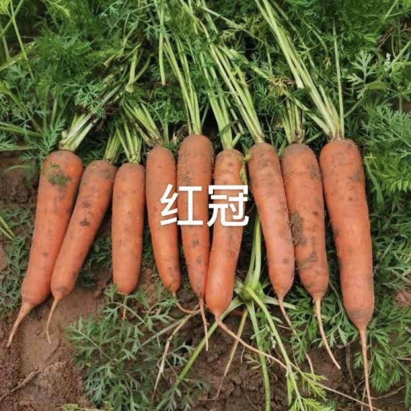 红冠F1国外新引进三红胡萝卜种子耐暑性强皮肉芯呈桔红色