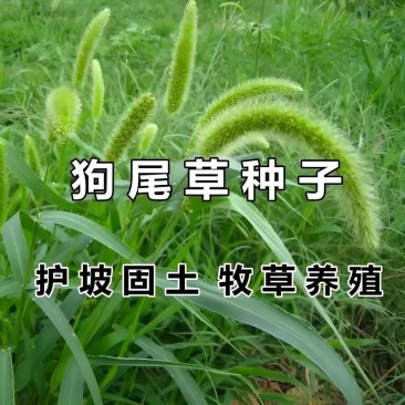 狗尾巴草种子孑野草种杂草种籽狗尾草种耐旱绿化观赏草籽护坡