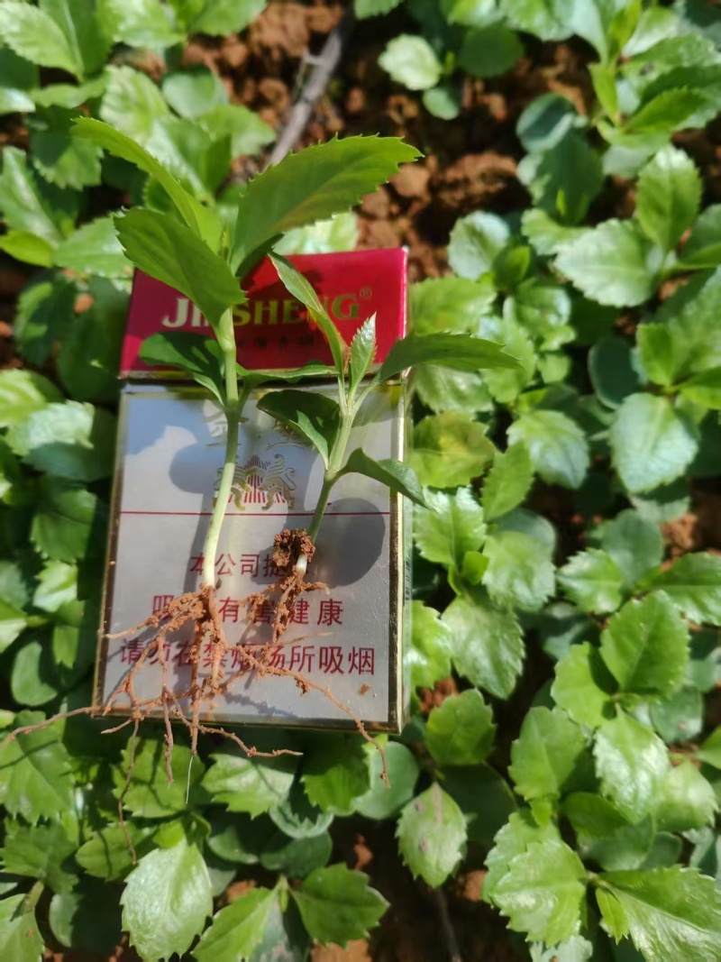 出售草珊瑚苗