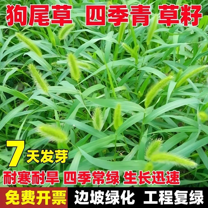 狗尾巴草种子孑野草种杂草种籽狗尾草种耐旱绿化观赏草籽护坡