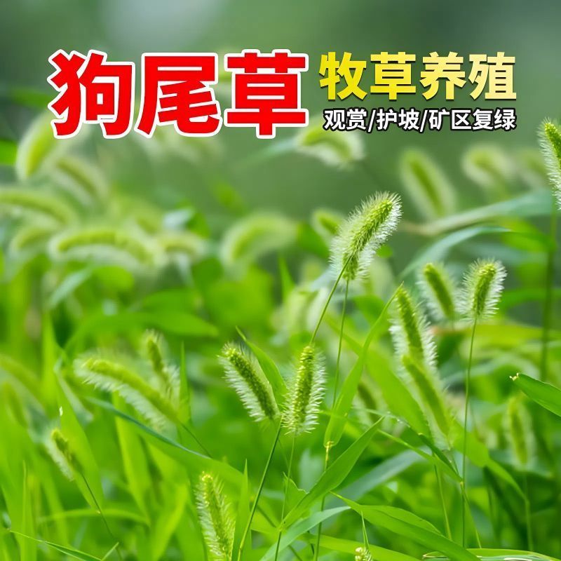 狗尾巴草种子孑野草种杂草种籽狗尾草种耐旱绿化观赏草籽护坡