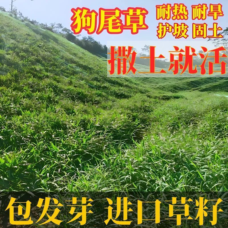狗尾巴草种子孑野草种杂草种籽狗尾草种耐旱绿化观赏草籽护坡