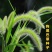 狗尾巴草种子孑野草种杂草种籽狗尾草种耐旱绿化观赏草籽护坡