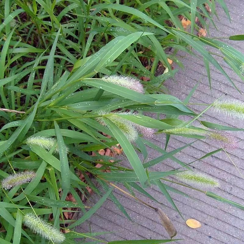 狗尾巴草种子孑野草种杂草种籽狗尾草种耐旱绿化观赏草籽护坡