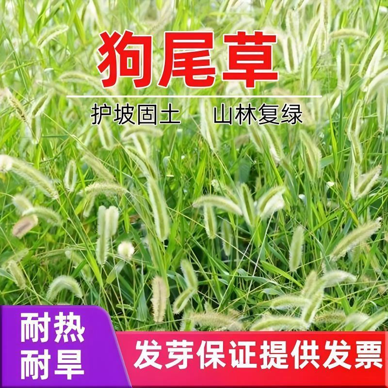 狗尾巴草种子孑野草种杂草种籽狗尾草种耐旱绿化观赏草籽护坡