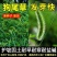 狗尾巴草种子孑野草种杂草种籽狗尾草种耐旱绿化观赏草籽护坡