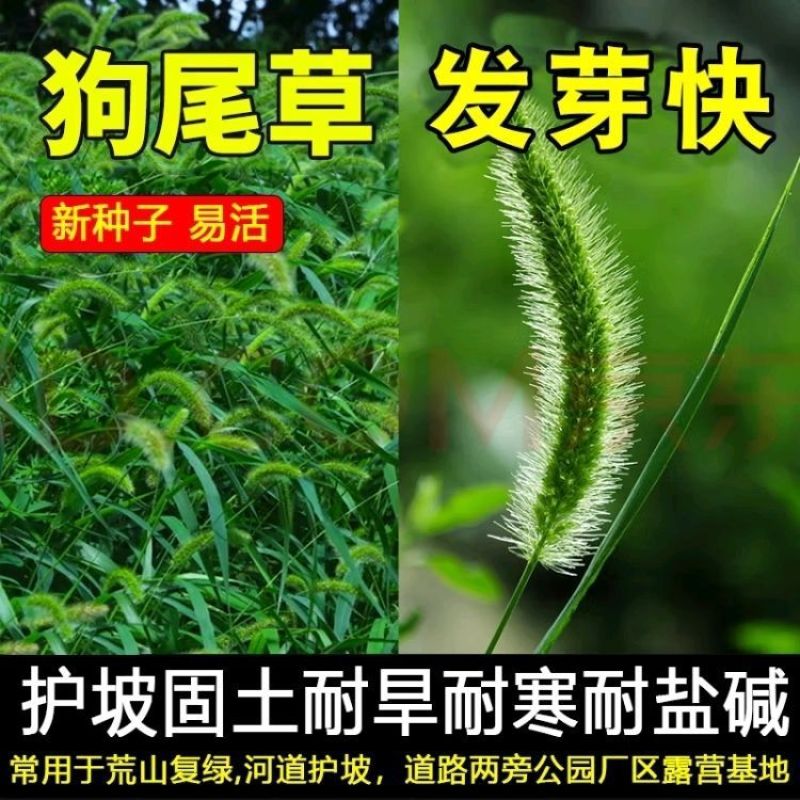 狗尾巴草种子孑野草种杂草种籽狗尾草种耐旱绿化观赏草籽护坡