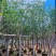 紫玉兰