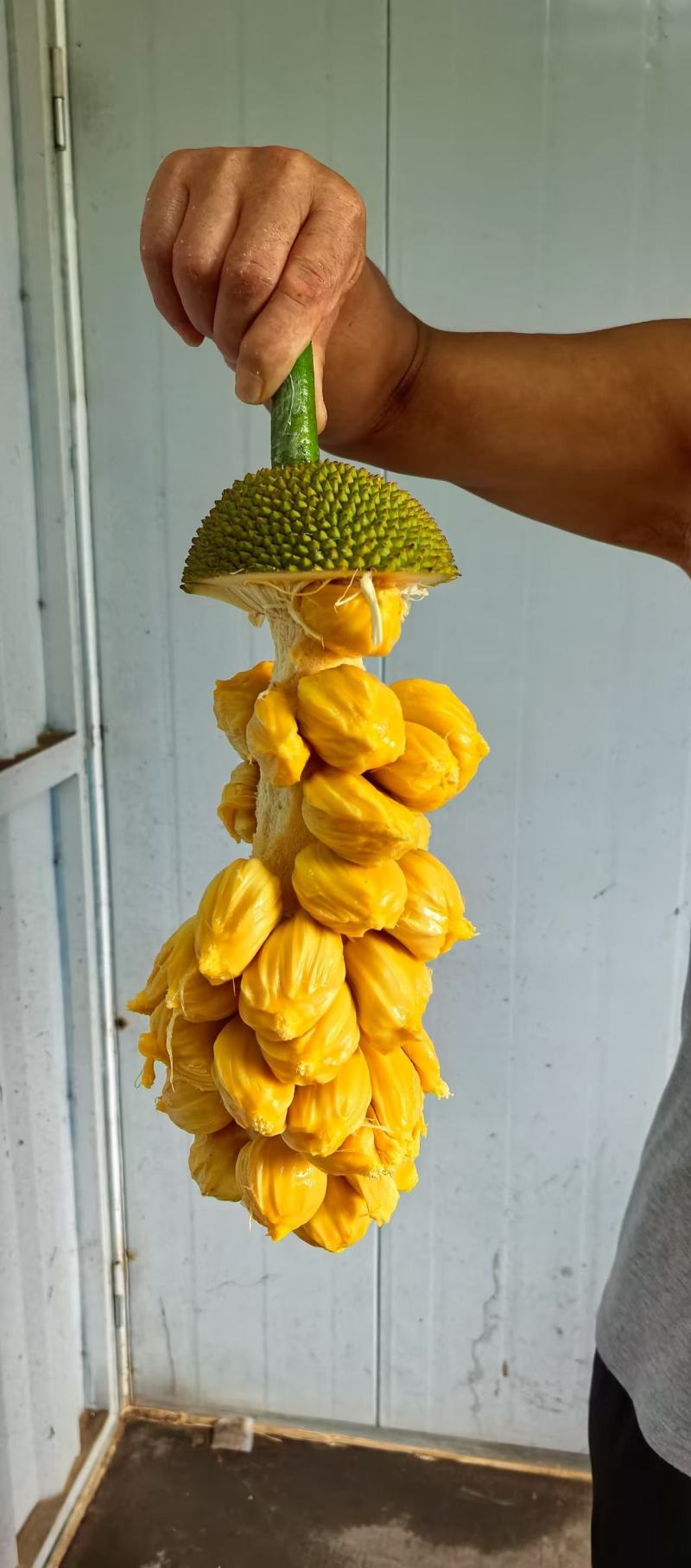 海南长孟尖榴莲蜜【果肉多】